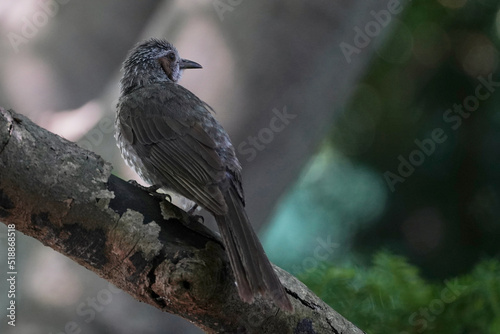 browned eared bulbul on a branch