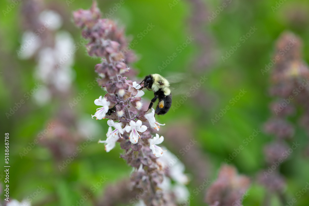 bee on a flower bee on a flower