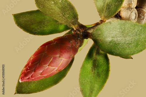 Isolated Weeping Bottlebrush (Callistemon viminalis) leaf bud. Australian native plant. photo