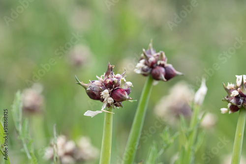 flowering garlic