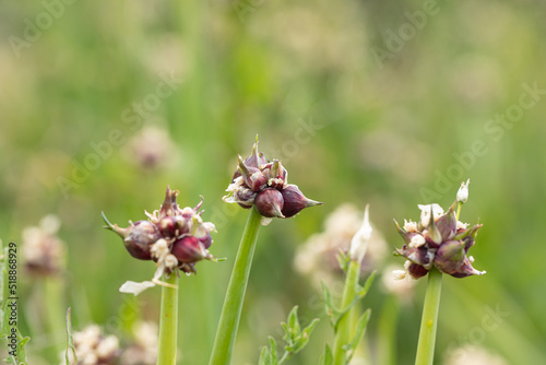 garlic flowers. Garlic blooming
