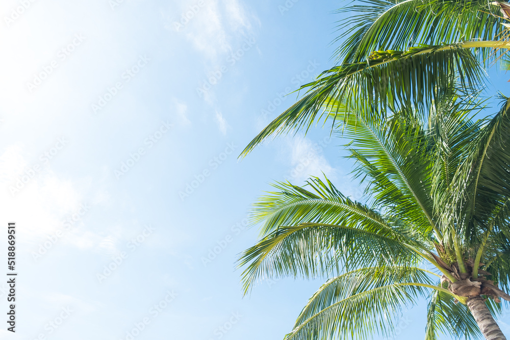 Coconut tree on the sky background Coconut tree on the sky background