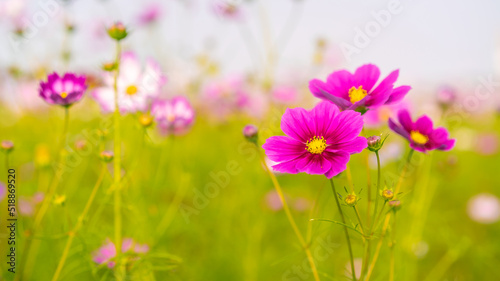 cosmos flowers in early autumn