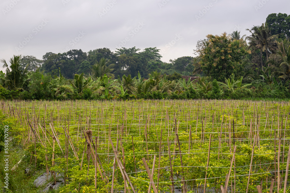Fototapeta premium Traditional chili farming in Banyuwangi Regency, Indonesia