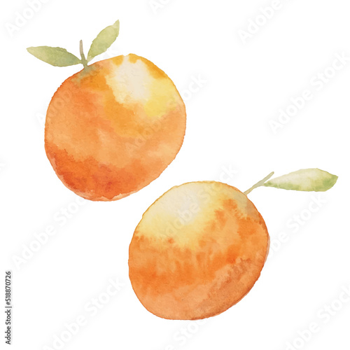 Watercolor painting orange vector illustration. 