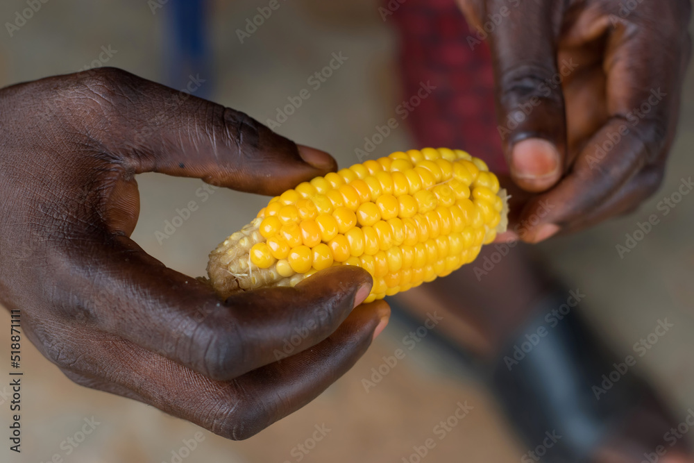 Hands of an African Nigerian male individual holding boiled corn or maize known to be a nutritious diet food