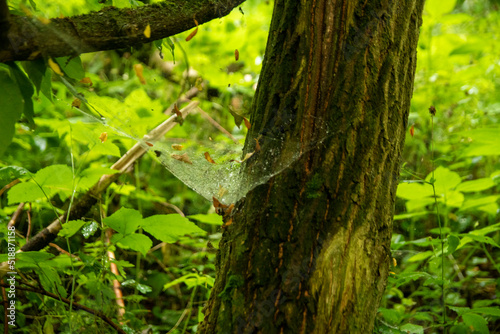 Fototapeta Naklejka Na Ścianę i Meble -  charakter