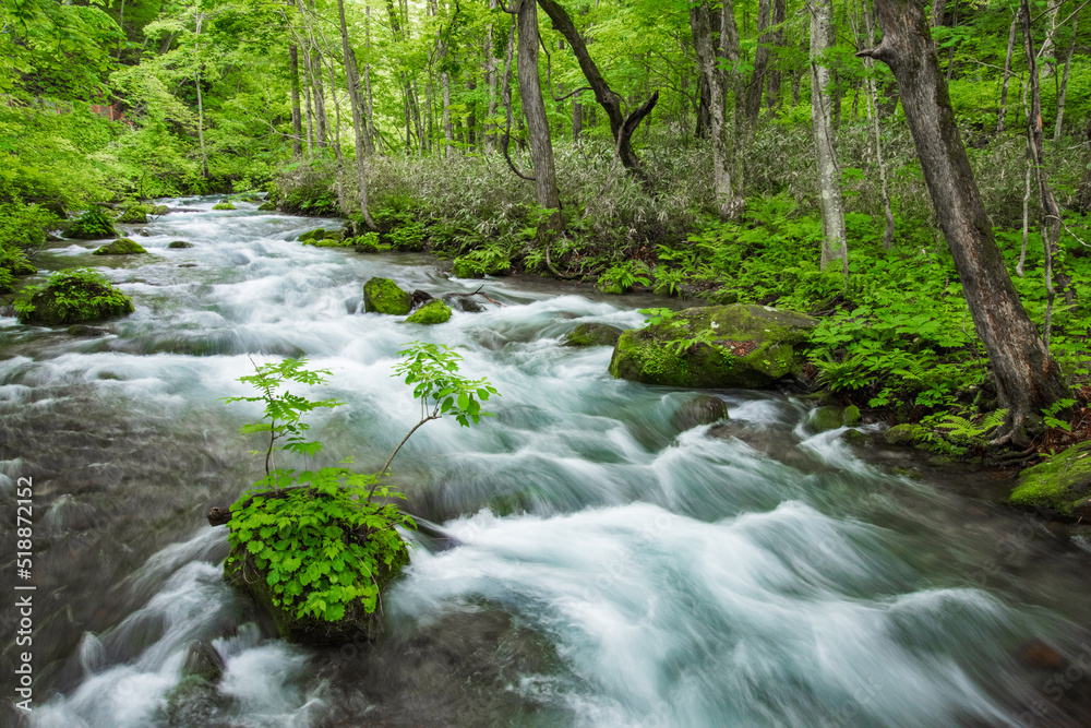 Obraz premium 新緑の奥入瀬渓流 青森県