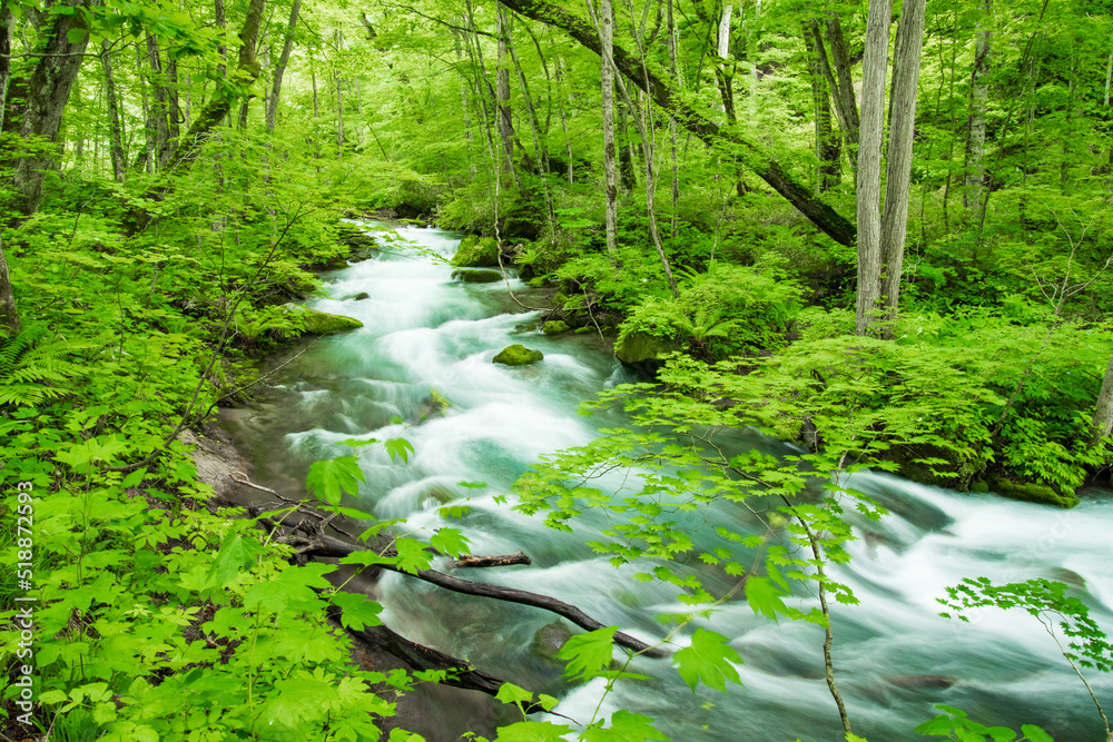 Obraz premium 新緑の奥入瀬渓流 青森県