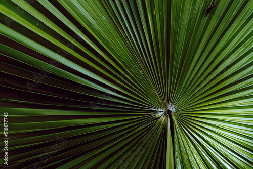 Obraz na płótnie Plant tropical background, green dark palm leaves, aesthetic botanical texture. w salonie
