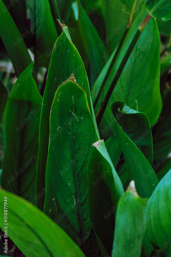 Plant tropical background, green dark palm leaves, aesthetic botanical texture.