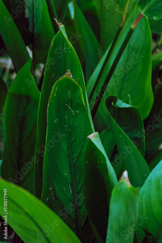 Plant tropical background, green dark palm leaves, aesthetic botanical texture.