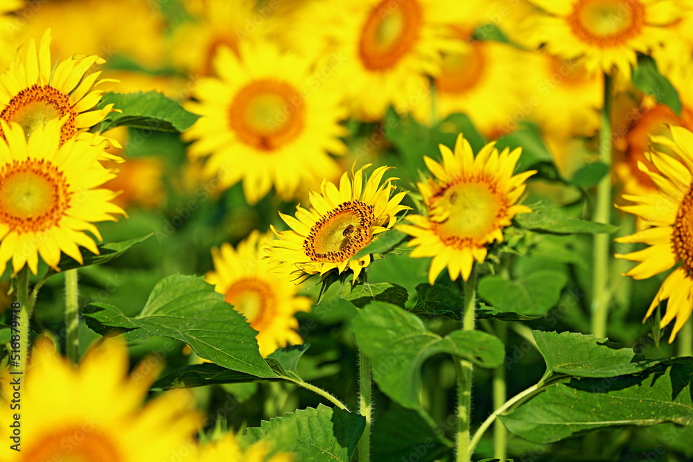 Obraz premium I went to a beautiful sunflower field last weekend