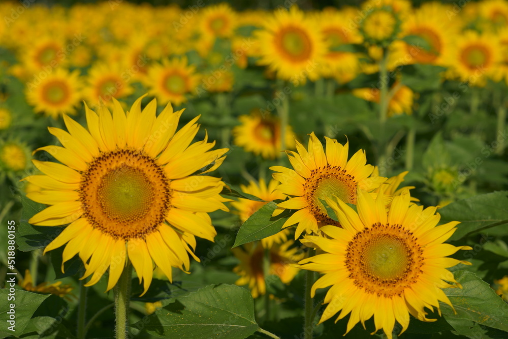 I went to a beautiful sunflower field last weekend I went to a beautiful sunflower field last weekend
