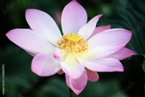 Beautiful lotus flowers in the morning in a natural pond