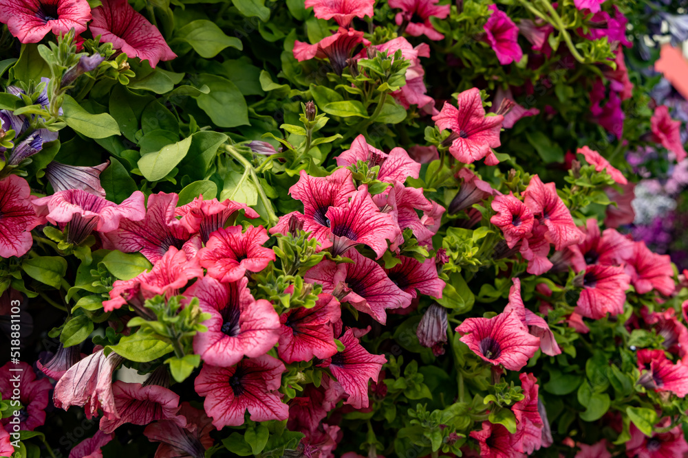 Petunia red and purple close-up