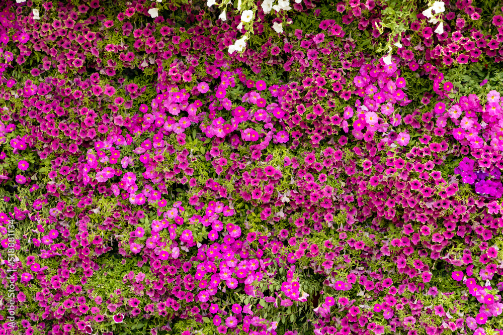 A wall of Aubrieta and Petunia Flowers