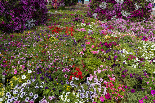 lawn with a variety of colors. Petunia