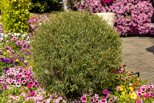 Purple willow is a small bush on the street