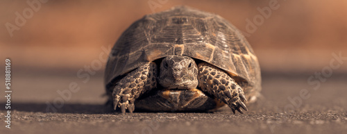 Slika na platnu Close-up portrait of a Mediterranean land turtle.