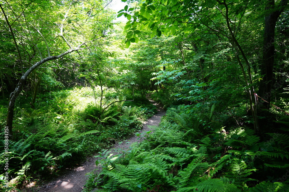 Obraz premium refreshing spring forest with pathway