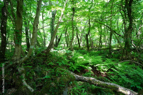Fototapeta Naklejka Na Ścianę i Meble -  fern and old trees in the gleaming sunlight