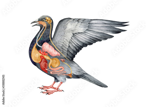 Bird internal organs anatomy scheme. Watercolor hand drawn illustration. Crop, heart, stomach, gizzard, liver, brain - inner avian organs. Bird inner anatomy scheme to study