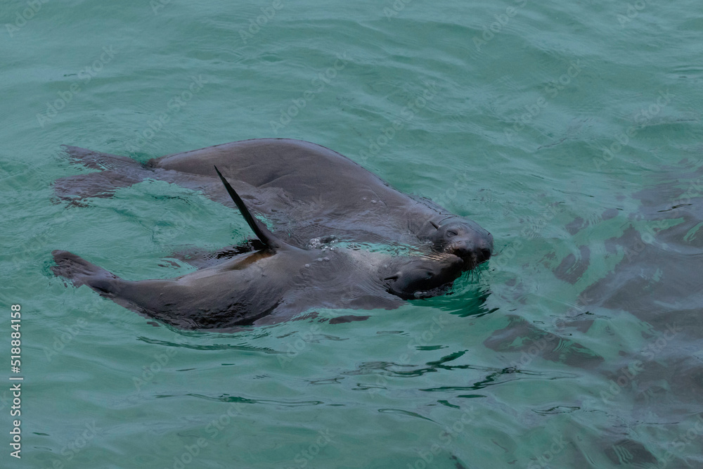 Fototapeta premium Australian Fur Seal, Narooma, NSW, June 2022