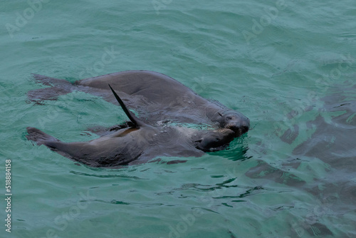 Australian Fur Seal, Narooma, NSW, June 2022