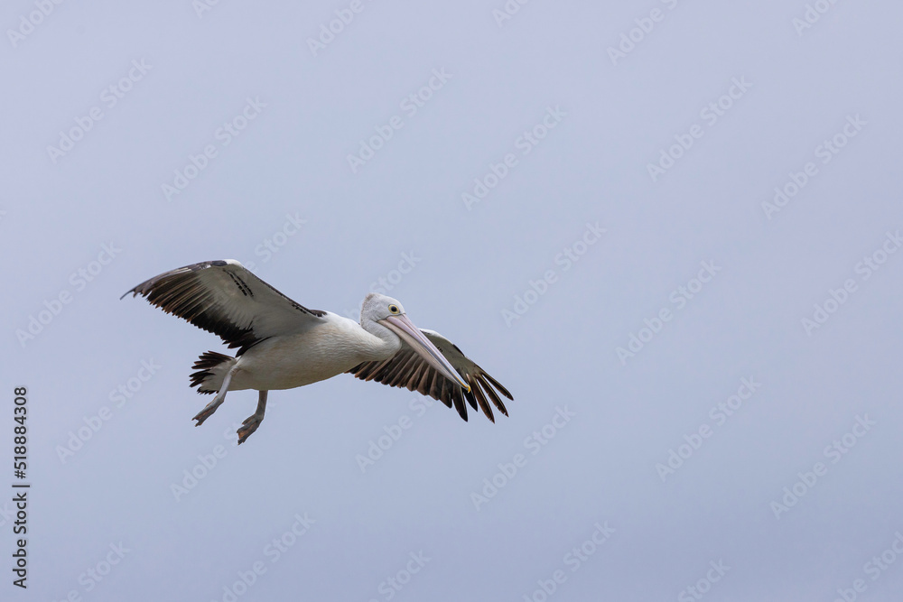 Obraz premium Australian Pelican flying, Narooma, NSW, June 2022