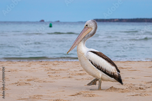 Australian Pelican on the beach, Merimbulla, NSW, June 2022