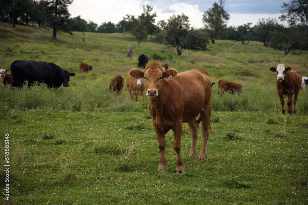 brown cow herd in green field countryside dairy farm animal agriculture