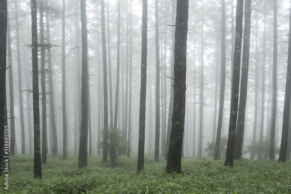 Fototapeta premium 雲が湧く山