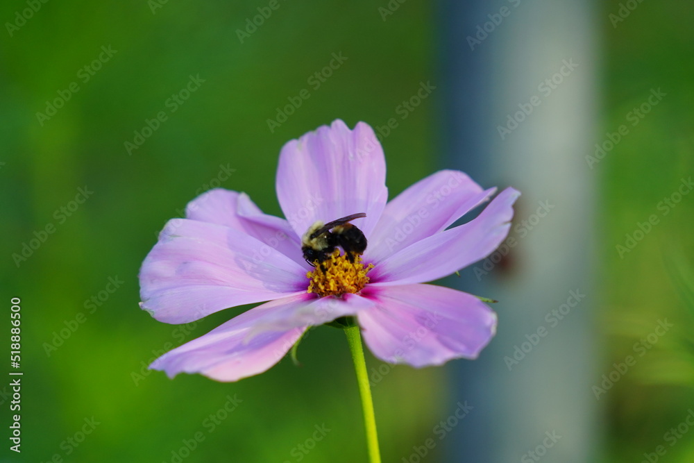 Bumblebee pollinating a pink Cosmos flower. Bumblebee pollinating a pink Cosmos flower.