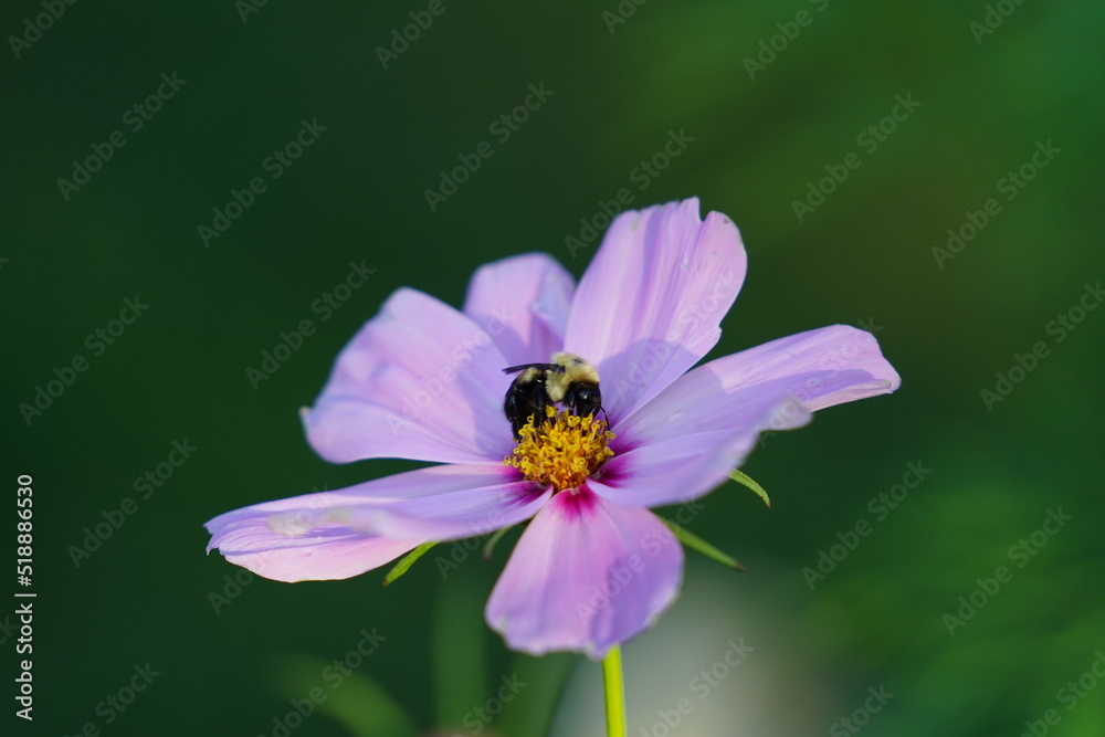 Bumblebee pollinating a pink Cosmos flower. Bumblebee pollinating a pink Cosmos flower.
