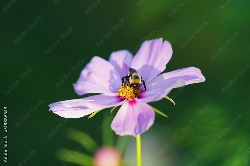 Bumblebee pollinating a pink Cosmos flower. Bumblebee pollinating a pink Cosmos flower.