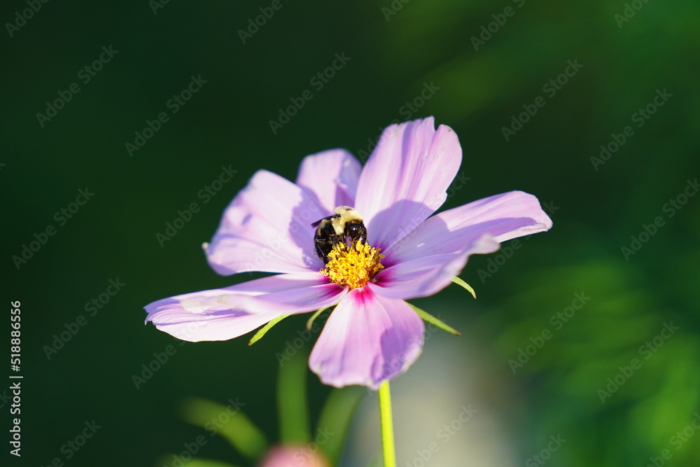 Bumblebee pollinating a pink Cosmos flower. Bumblebee pollinating a pink Cosmos flower.
