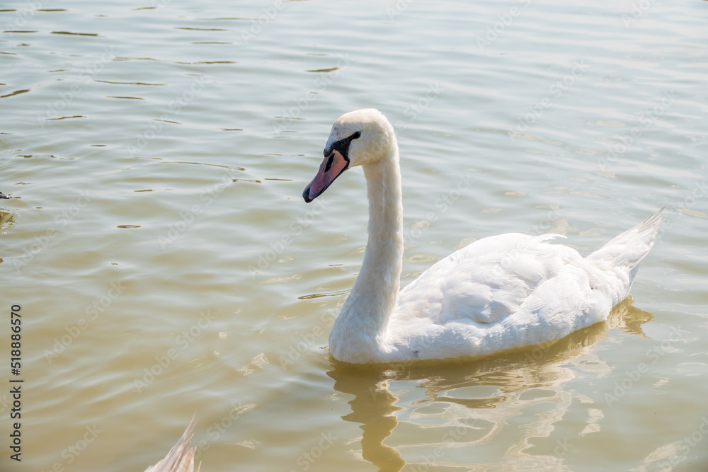 Graceful white Swan swimming in the lake, swans in the wild. Portrait of a white swan swimming on a lake. Graceful white Swan swimming in the lake, swans in the wild. Portrait of a white swan swimming on a lake.