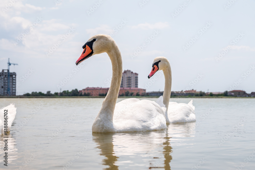 Two Graceful white Swans swimming in the lake, swans in the wild
