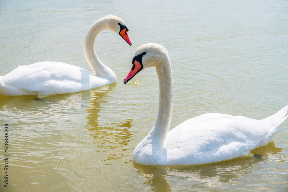 Two Graceful white Swans swimming in the lake, swans in the wild Two Graceful white Swans swimming in the lake, swans in the wild