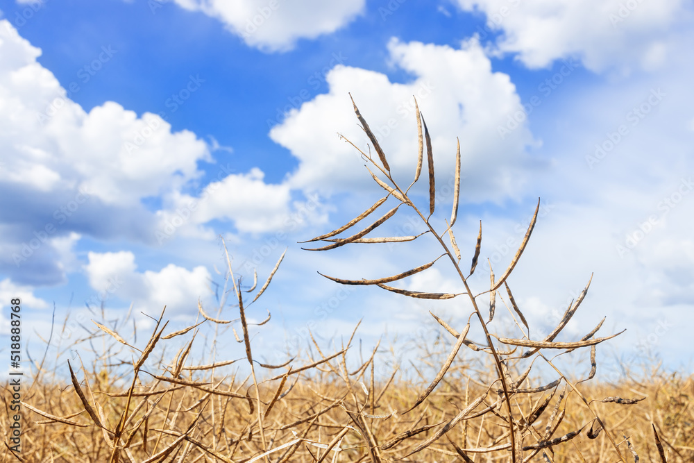 Fototapeta premium dry yellow rapeseed pods on agricultural field
