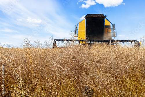 combine harvester cutting ripe rapeseed pods on field
