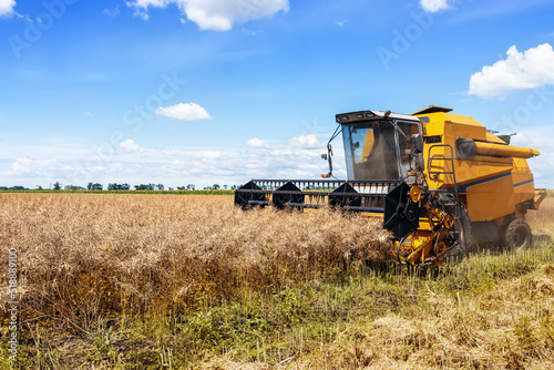 Quadro su tela combine harvester cutting ripe rapeseed pods on field