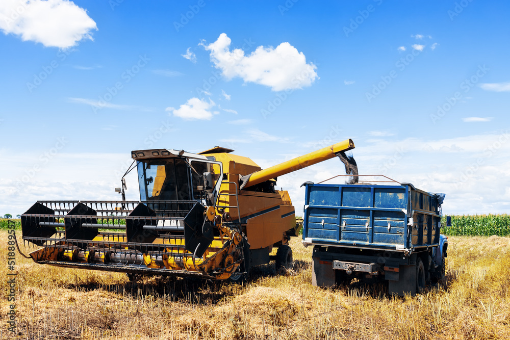 Fototapeta premium combine harvester sprinkle ripe rapeseed pods on field