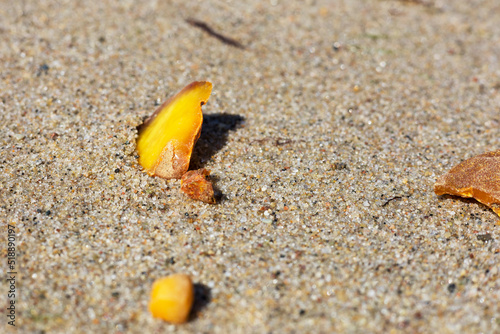 Amber on fine sand, beautiful piece of amber from the sand. photo