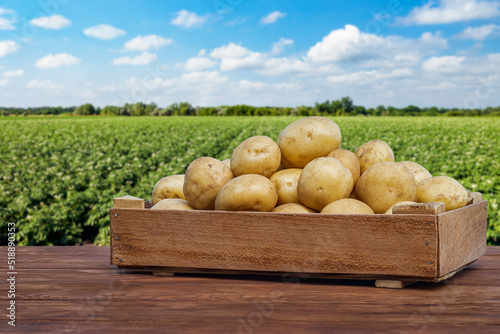 Obraz na plátně young potatoes in crate on wooden table with blooming field on the background