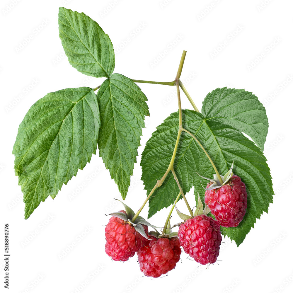 branch of ripe raspberries with leaves isolated
