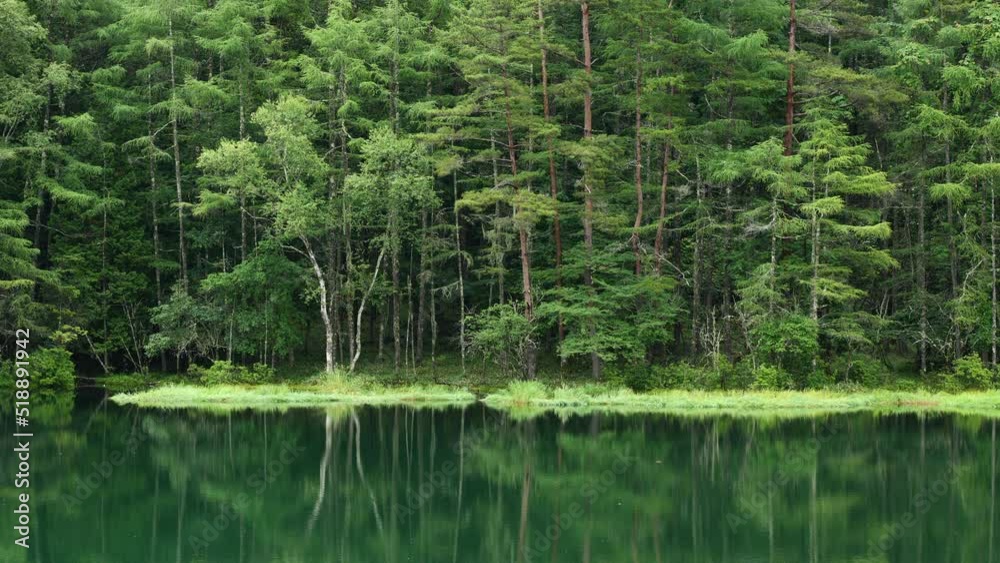 新緑の湖畔の風景 長野県御射鹿池 7月 新緑の湖畔の風景 長野県御射鹿池 7月
