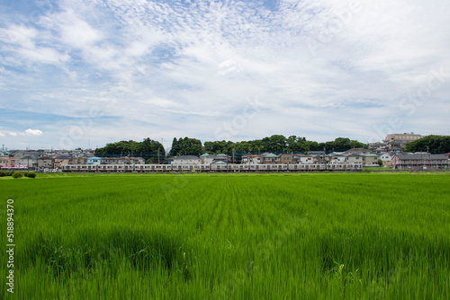 日本の夏の風景、緑の稲穂の田園風景と青い空と白い雲と横切る電車　横フレーム　コピースペース有り photo