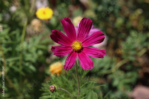 Cosmos flower on a green background. Purple cosmos flower on a green background